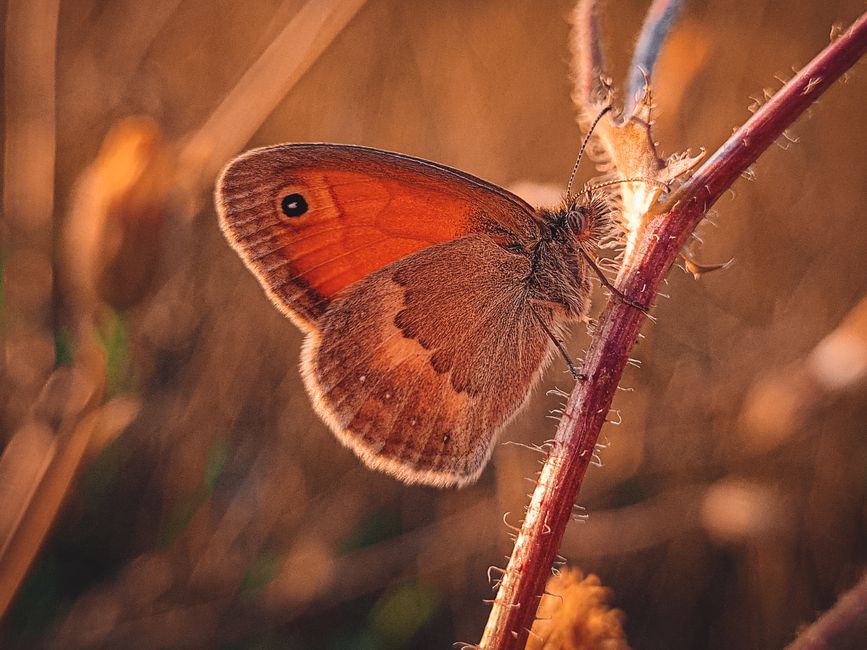 Close-up of an orange-brown butterfly with detailed wing markings, perched on a slender, reddish-brown stem with tiny hairs. The background is softly blurred with warm tones, highlighting the texture 