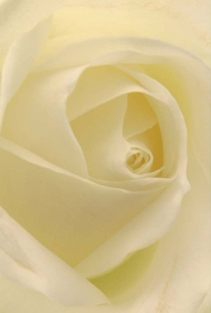 Viewed in close detail against the peaceful backdrop of Becontree Heath, this pristine white rose captures the imagination with its gentle layering and soft, creamy complexion. Each petal, arranged in subtle spirals, blends shades of ivory and pale champagne that reflect an inner luminosity-as if the flower holds a quiet light within its core. The bloom's tranquil beauty conjures emotions of sophistication and tender sincerity, much like the warm welcomes found along local North Heath Lane. The near-perfect swirl at the centre suggests a quiet resilience, offering a visual metaphor for heartfelt apologies, romance, or moments of remembrance during significant local occasions. Diffused daylight dances over the petals, casting gentle shadows and highlighting each curve, enhancing the sense of serenity and hopefulness. The natural beauty is heightened by the florist's careful craftsmanship, evident in every detail of texture and shape. Imagining the rose's gentle, soothing fragrance, one is transported to a tranquil garden in Becontree Heath-where flowers are chosen not just for their appearance, but for the deep emotions they convey. This hand-selected bloom, available for delivery throughout the local area, is a graceful choice for those seeking to express understanding, admiration, or enduring affection.